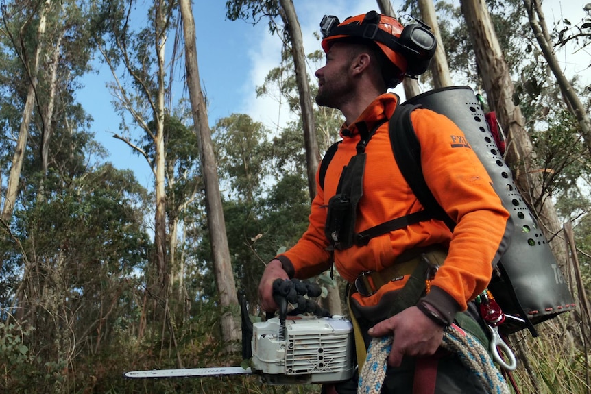 A man walks in a forest carrying tree-climbing equipment and a chainsaw.