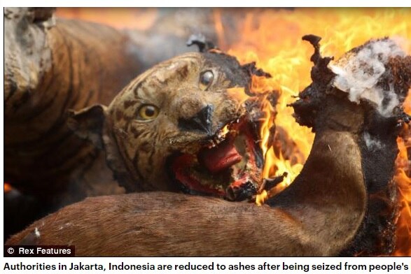 Authorities Jakarta stuffed