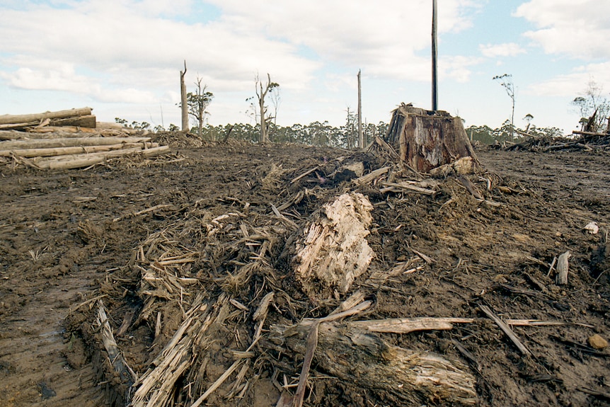 Saw logs and tree stumps in a muddy clearing.