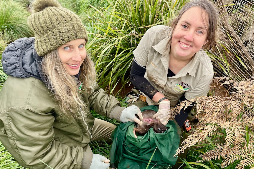 Two female keepers holding a female eastern quoll.