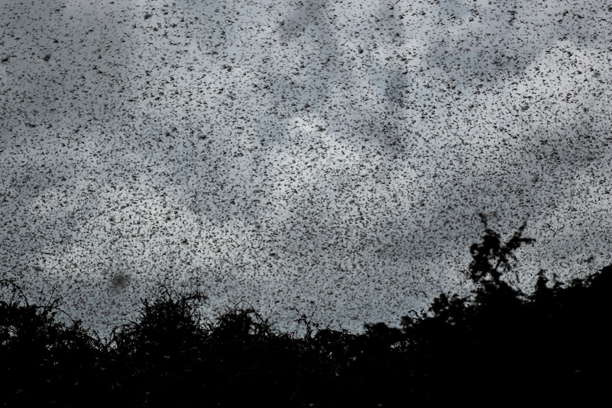 Swarms of desert locusts fly above trees in Katitika village, Kitui county, Kenya.