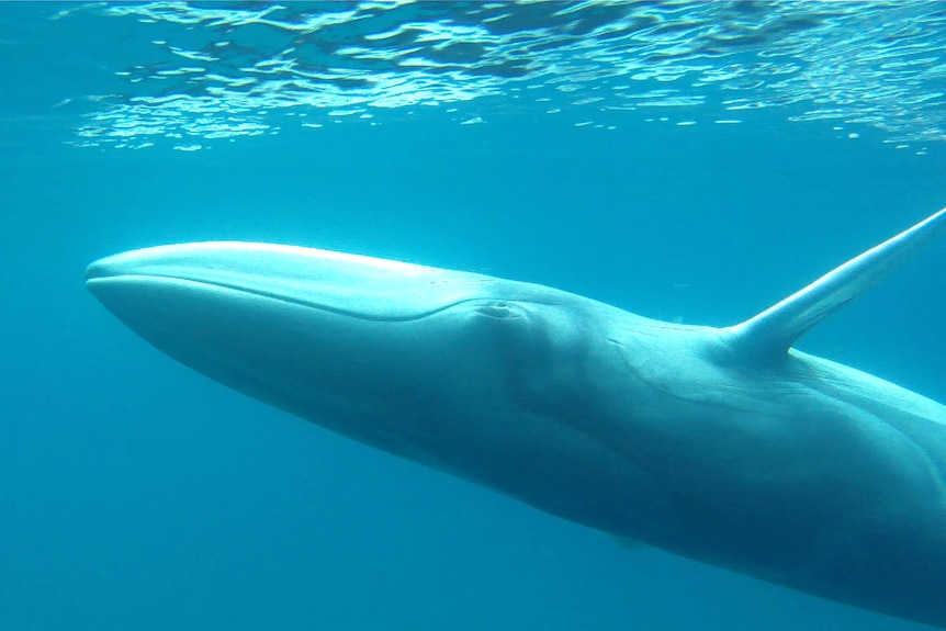 First confirmed sighting of Omura's whales in wild