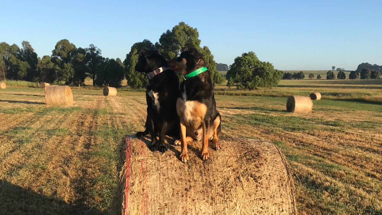 Hay and silage stocks replenished as farmers prepare for the next ...