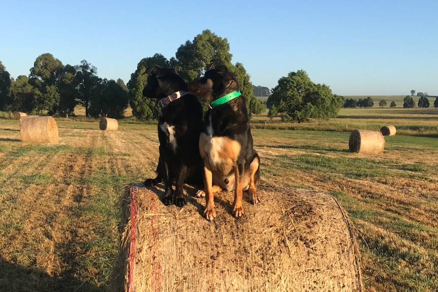 Two dogs sitting on top of a hay bale