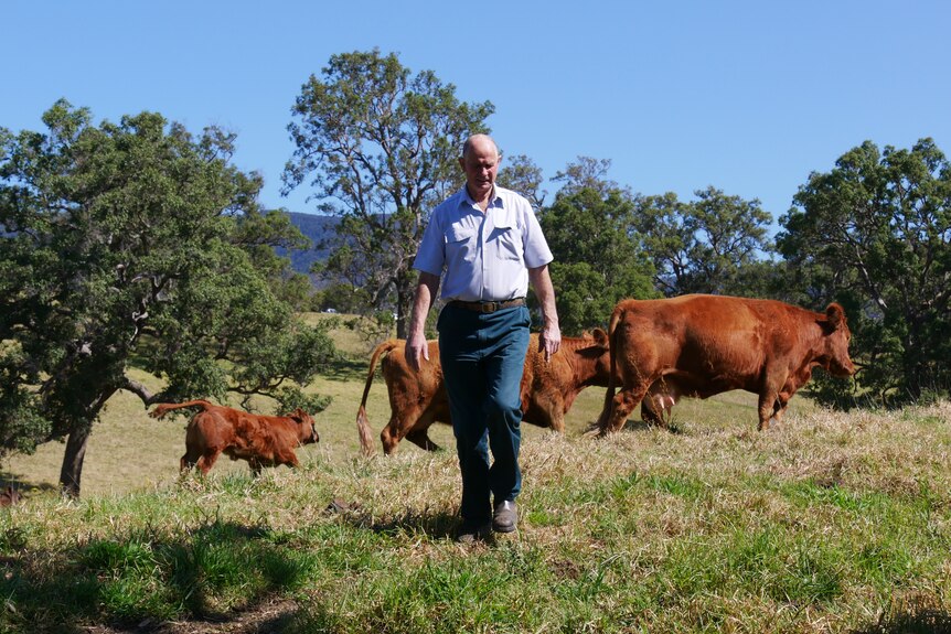a man walking in the paddock with cows in the background