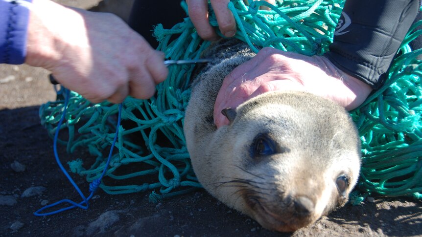 A seal caught in green net