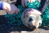 A seal caught in green net