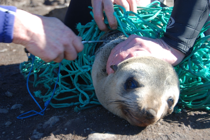 seal caught in green net