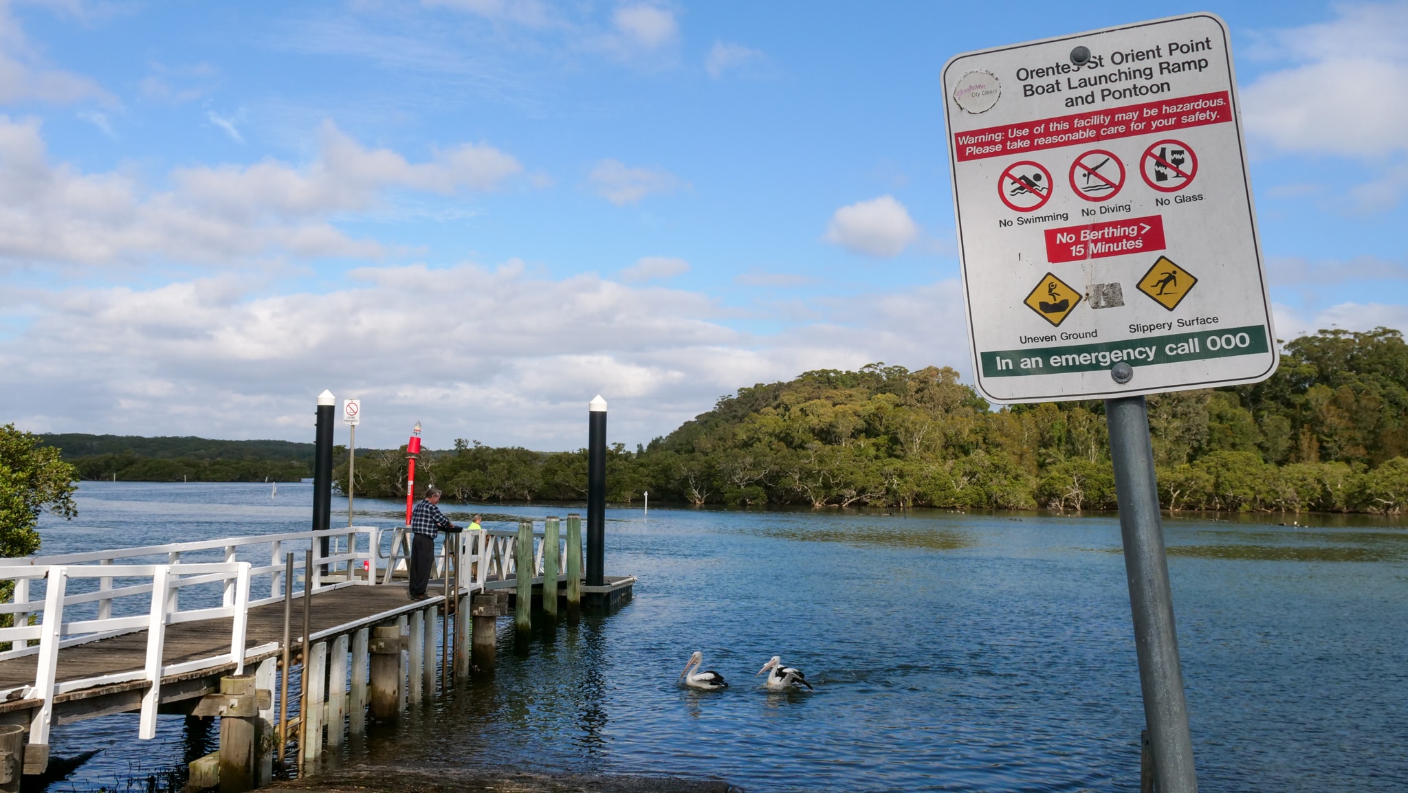 Pelicans in the water greet a man on a short pier