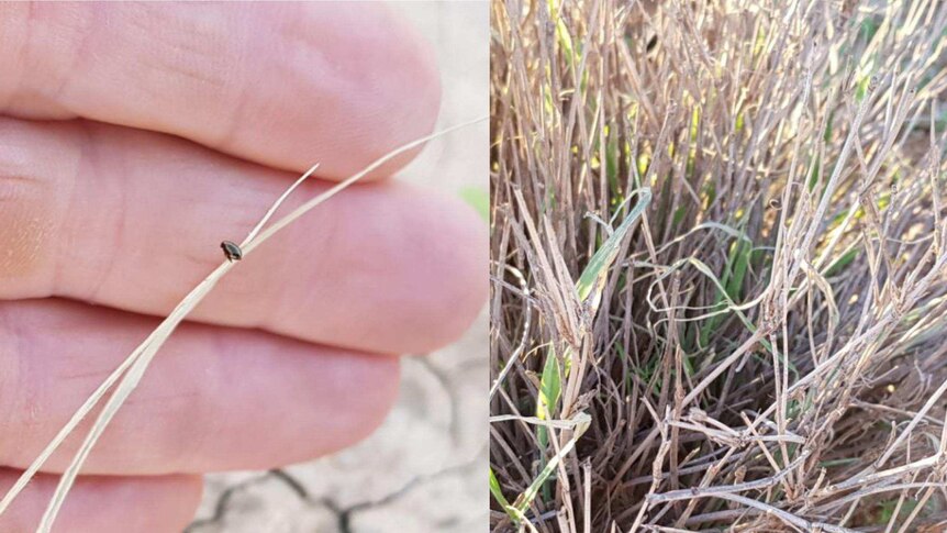 Native flea beetle affected pasture