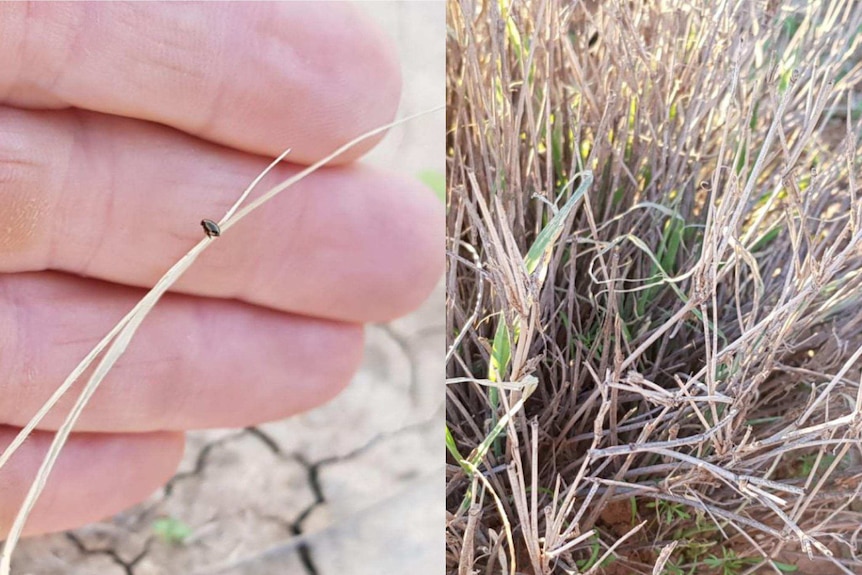 Native flea beetle affected pasture