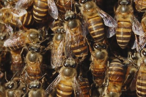 Bees swarming, close up image.