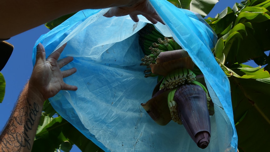 Le programme de crédits plastiques cible les déchets de l’industrie de la banane, mais l’industrie du recyclage appelle à plus de rigueur