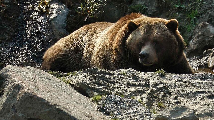 Grizzly bear kills, eats hiker in America's Yellowstone National Park ...
