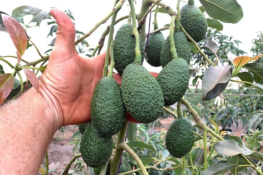 Picking avocadoes