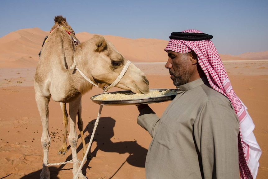 Empty Quarter: A member of the empty quarter expedition team feeds a camel in Oman