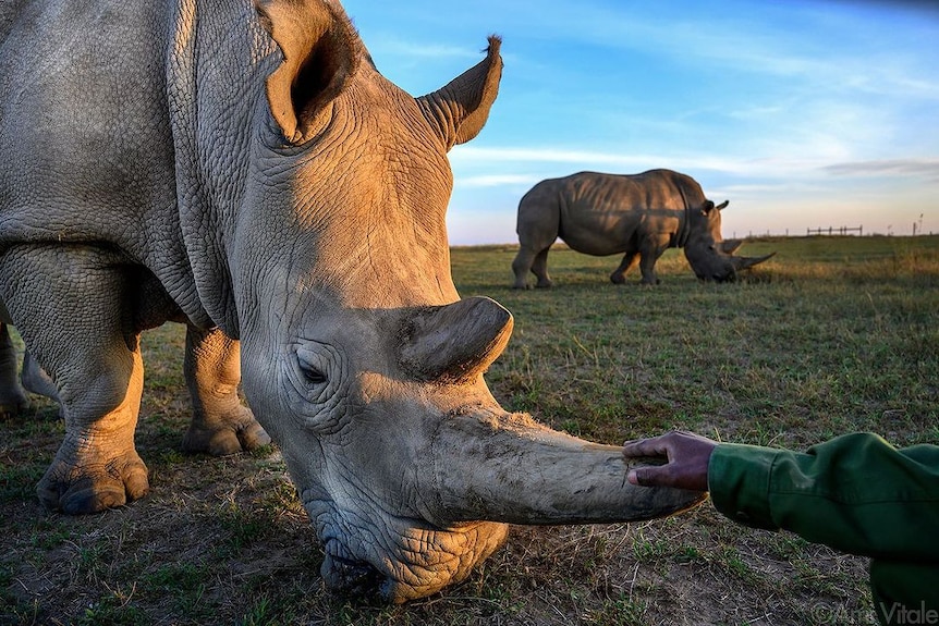 Two large female rhinos grazing. A man's hand sits on the horn of one of the rhinos.