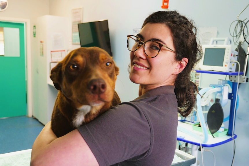 A woman in a grey shirt with glasses holds a kelpie dog in a vet clinic