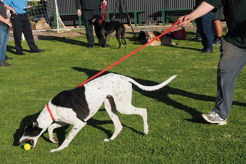 Prisoner with greyhound on lead