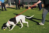 Prisoner with greyhound on lead