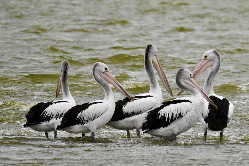 A group of young pelicans stand in the water of a lagoon 