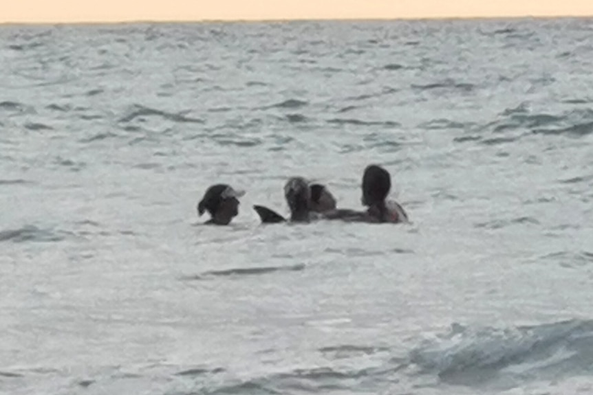 Volunteers help dolphin Cable Beach