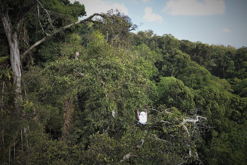 Birds nesting in the canopy of very high jungle trees