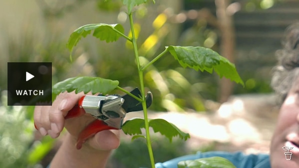 Secateurs about to snip a green branch from a young plant. Has Video.
