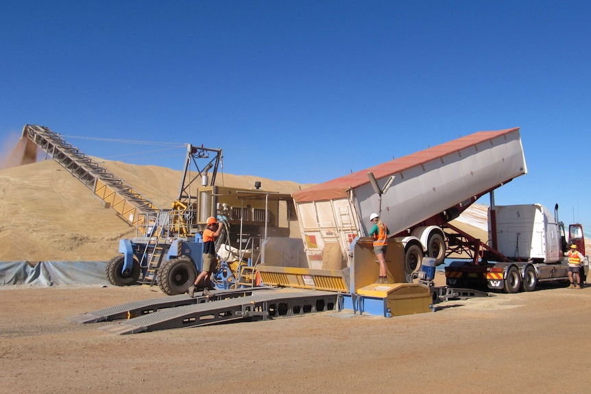 A grain truck unloads wheat at a delivery site
