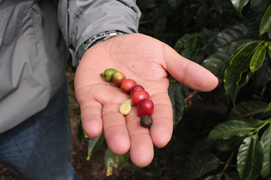 Landreth Laws, a coffee tourism operator in Boquete, Panama