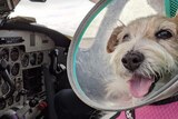 A dog wearing a protective cone inside a plane.