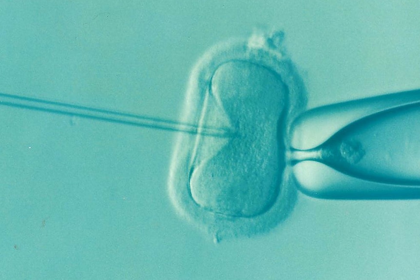 IVF needle going into egg