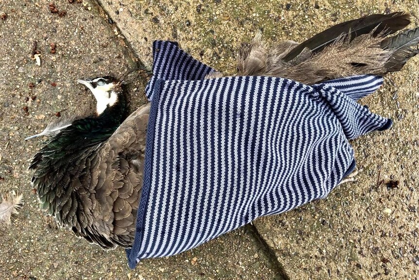 A dead peafowl lies dead on a footpath, wrapped in a blanket.
