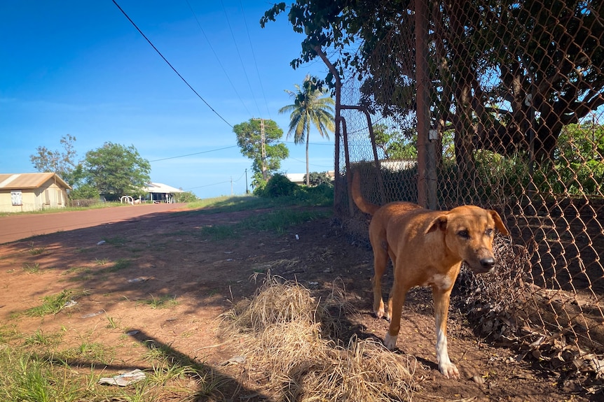 A dog walking along a fence line.