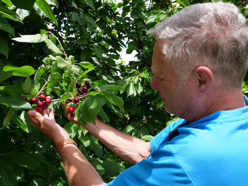 A man looking at cherries in the orchard.