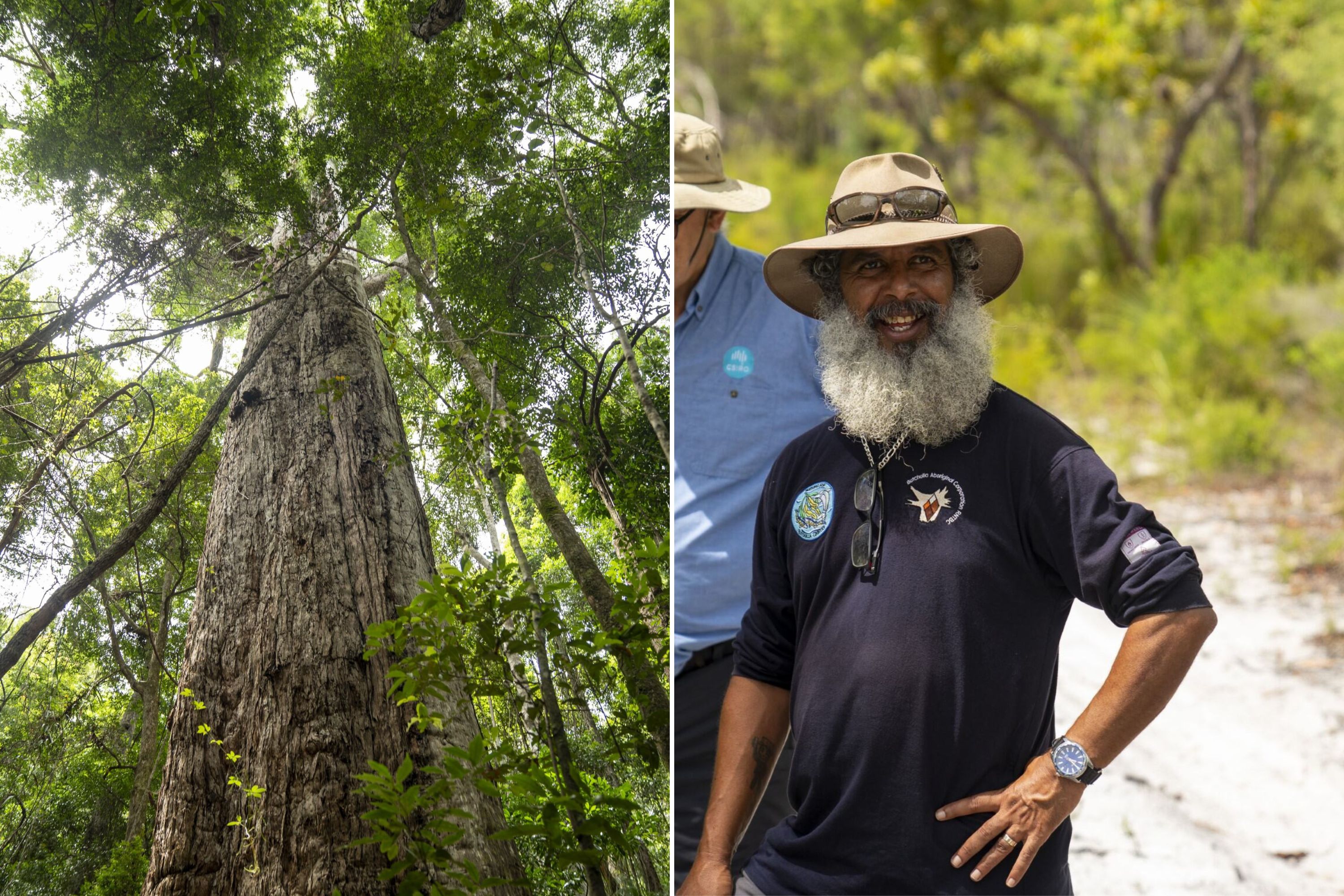 A collage of two photos showing a large tree and a man smiling