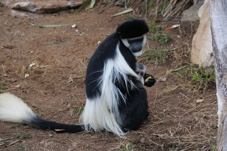 Colobus mum Safi and baby Halle