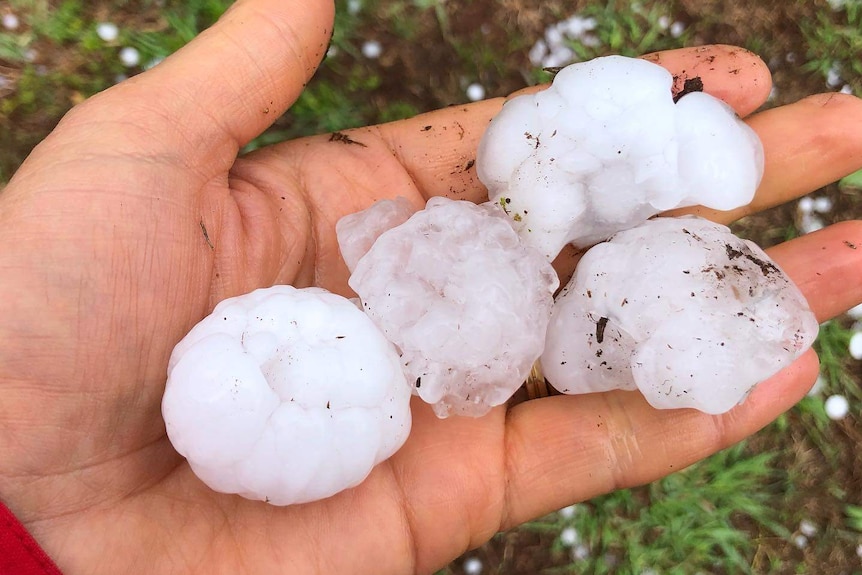 Golf ball sized pieces of hail in a person's hand.