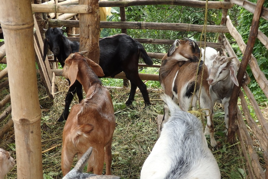 Indigenous goats from Nepal stand in pen.