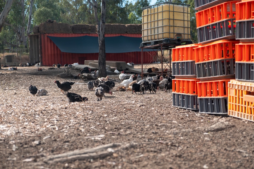 about a dozen chickens forage before a set of crates
