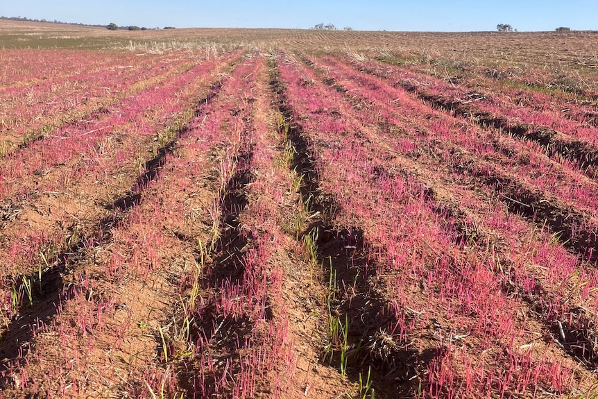 Dying ryegrass