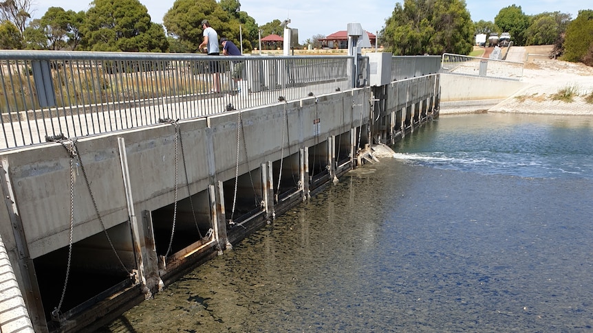 Dark algae covers the water next to a concrete bridge