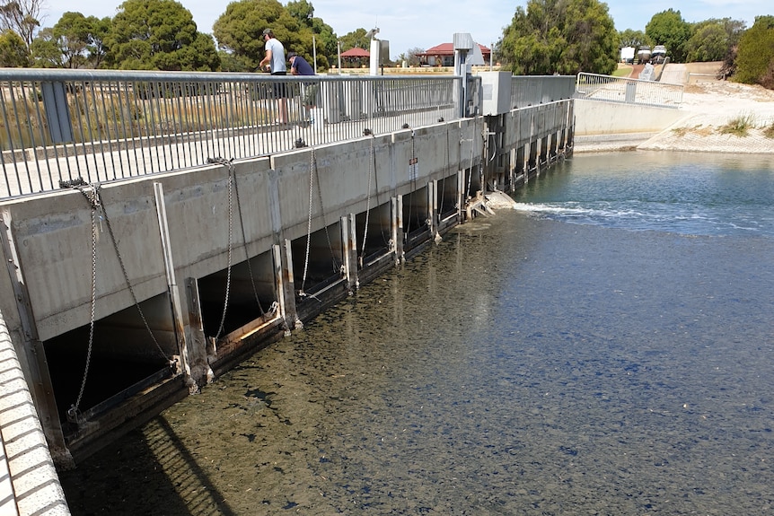 Dark algae covers the water next to a concrete bridge