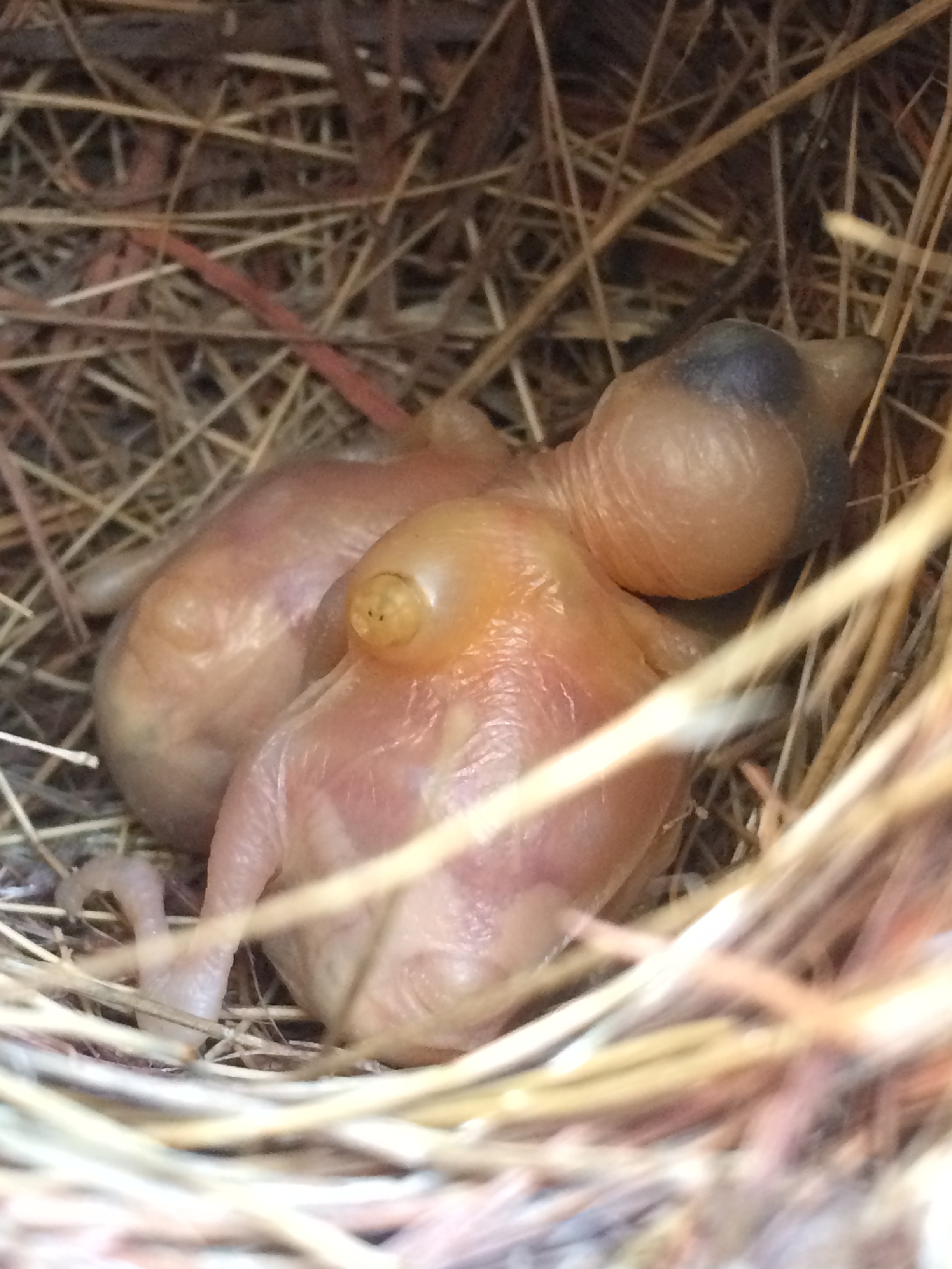 Un polluelo pardalote calvo de cuarenta manchas con un parásito en un costado en un nido.