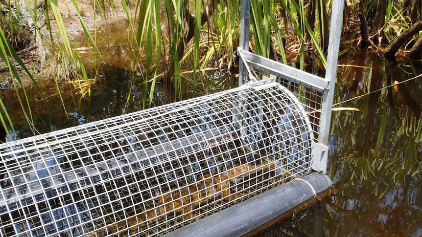 Park rangers at Nitmiluk National Park maintain and regularly check several crocodile traps.