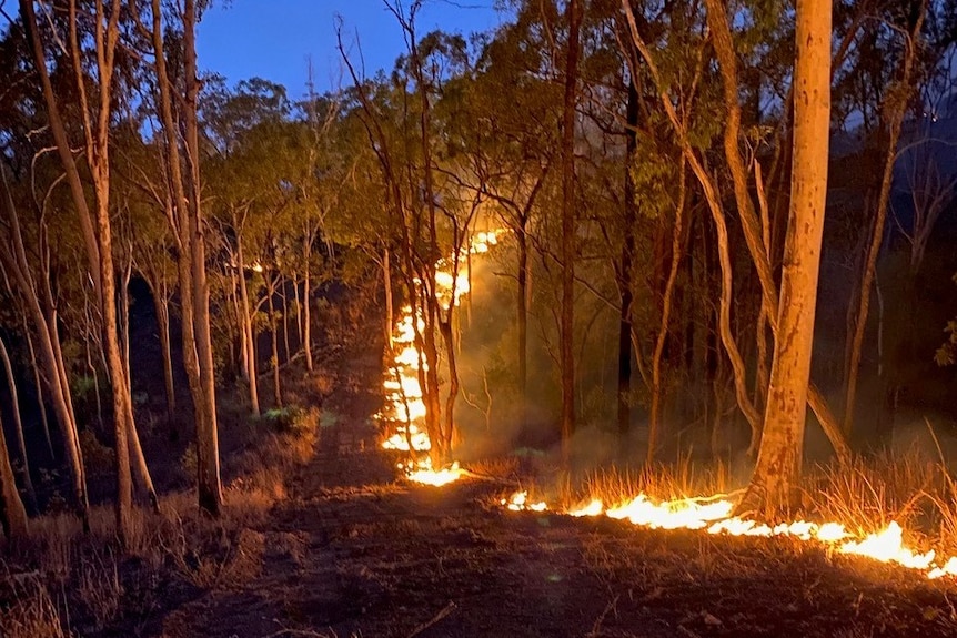 A gravel road with fire lit along the edge, amongst gum trees. 