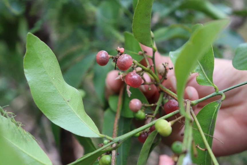 A close-up of native pink lime berry at Nudgee on Brisbane's northside.