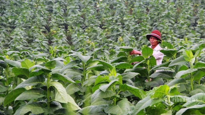 indonesia tobacco industry Tackling Indonesia's smoking addiction a 'double-edged sword'