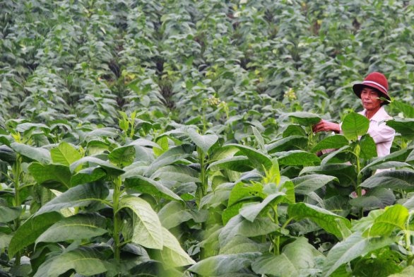 A tobacco farmer working in Indonesia.