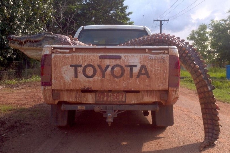 Crocodile in back of a ute.